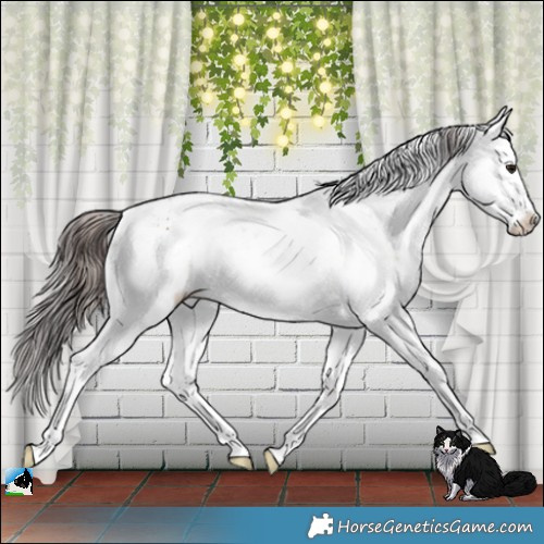Horse Color:Classic Champagne Sabino 