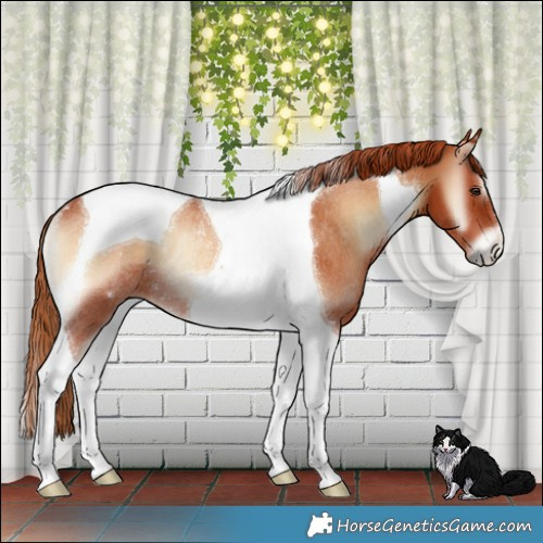 Horse Color:Red Onyx Tobiano Rabicano 