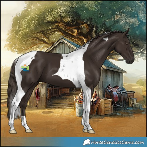 Horse Color:Liver Chestnut Tobiano 