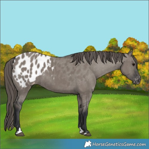Horse Color:Grullo Appaloosa