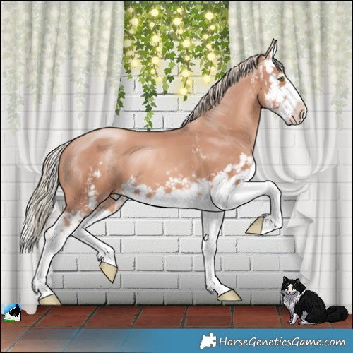 Horse Color:Gold Champagne Mushroom Sabino Splash 