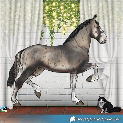 Horse Color:Blue Onyx 