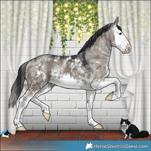Horse Color:Grullo Ice Sabino Splash 