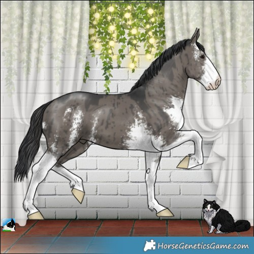 Horse Color:Grullo Mushroom Sabino Brindle 