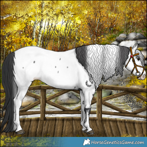 Horse Color:Black Appaloosa Rabicano 