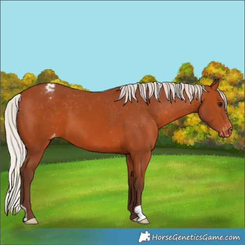 Horse Color:Silver Bay Appaloosa
