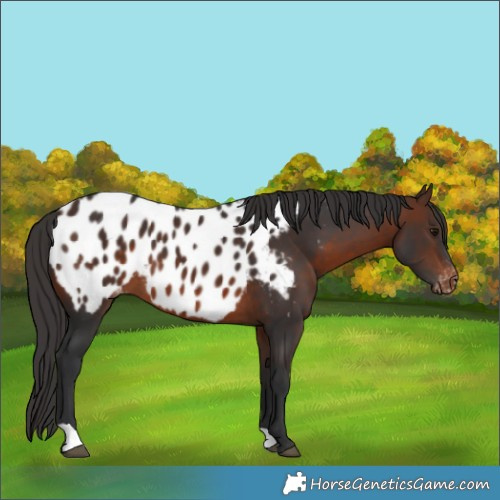 Horse Color:Brown Appaloosa