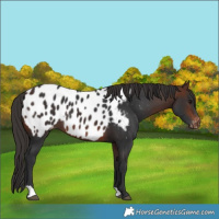 Horse Color:Brown Appaloosa 