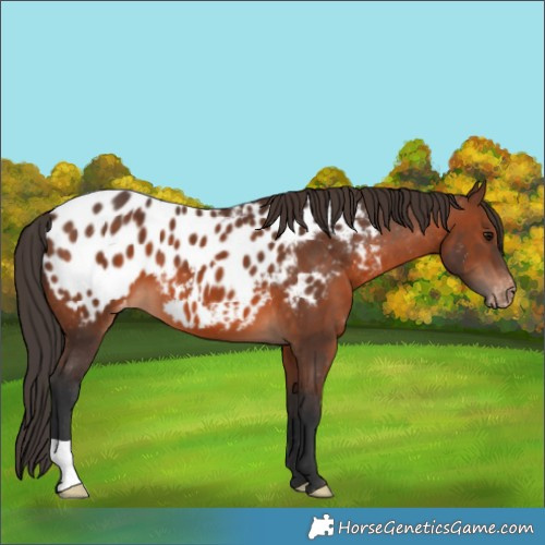 Horse Color:Brown Appaloosa