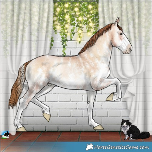 Horse Color:Bay Pearl Onyx Sabino Rabicano 