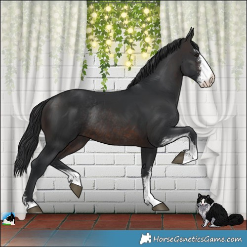 Horse Color:Brown Sabino Rabicano 