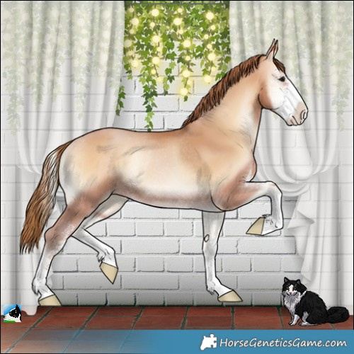 Horse Color:Bay Pearl Onyx Sabino Rabicano 