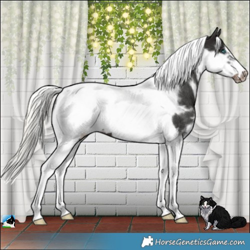 Horse Color:White Spotted Liver Chestnut Mushroom Tobiano Frame Rabicano 