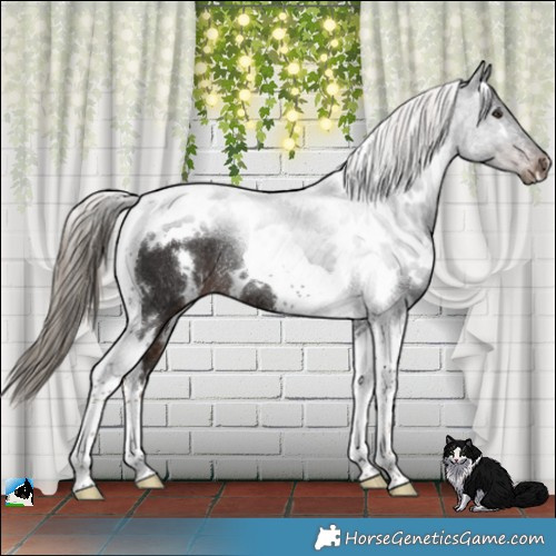 Horse Color:White Spotted Liver Chestnut Tobiano Rabicano 