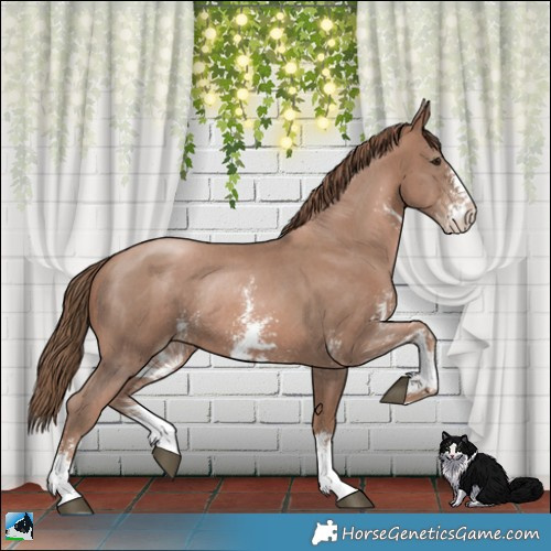 Horse Color:Black Pearl Sabino Rabicano