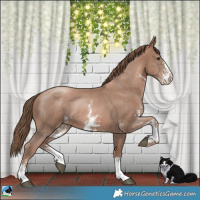 Horse Color:Black Pearl Sabino Rabicano 