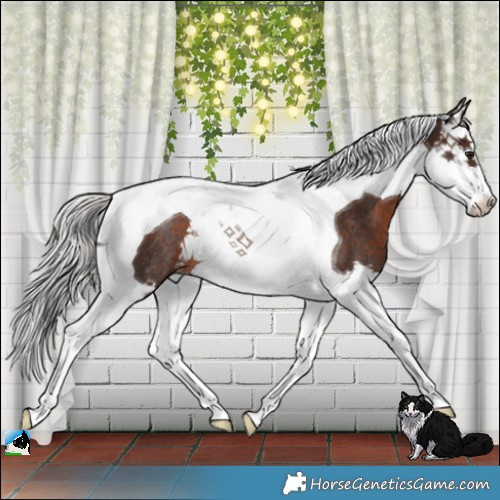 Horse Color:Silver Brown Splash Tobiano Rabicano 