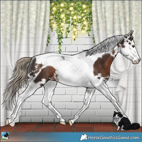 Horse Color:Liver Chestnut Splash Tobiano Rabicano