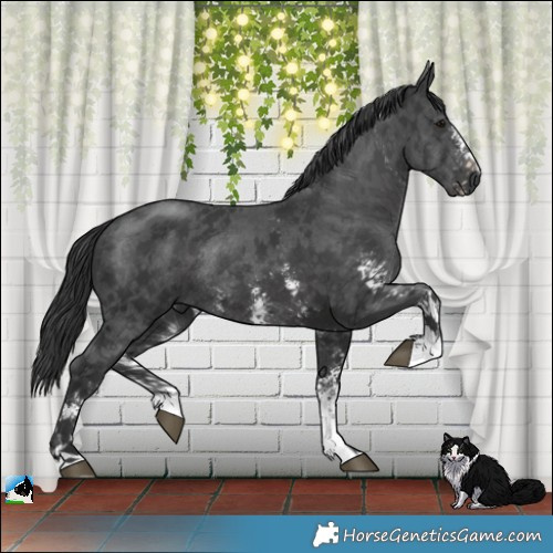 Horse Color:Black Mushroom Sabino Rabicano 