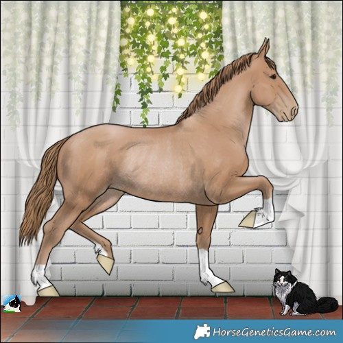 Horse Color:Black Pearl Rabicano 