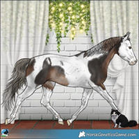 Horse Color:Liver Chestnut Splash Tobiano Rabicano