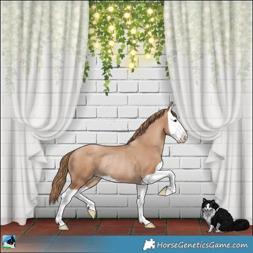 Horse Color:Black Pearl Splash Rabicano 