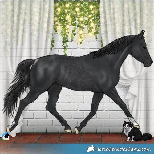 Horse Color:Black Rabicano 