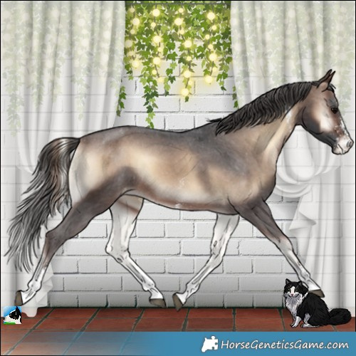 Horse Color:Brown Onyx Sabino Appaloosa Rabicano 