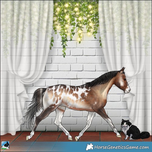 Horse Color:Brown Onyx Appaloosa Rabicano