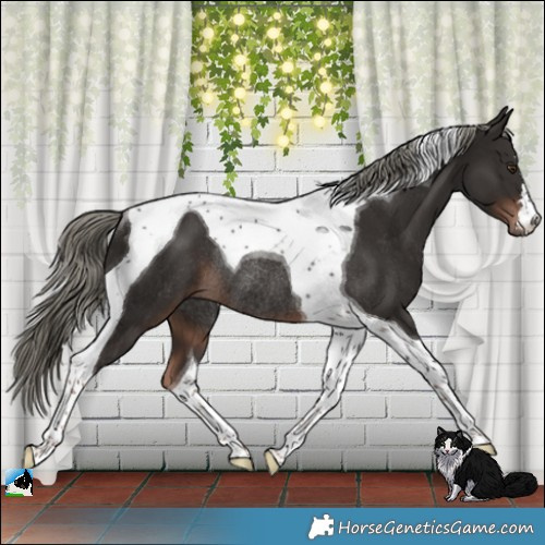 Horse Color:Liver Chestnut Mushroom Tobiano Rabicano 