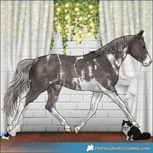 Horse Color:Silver Brown Sabino Tobiano Rabicano 