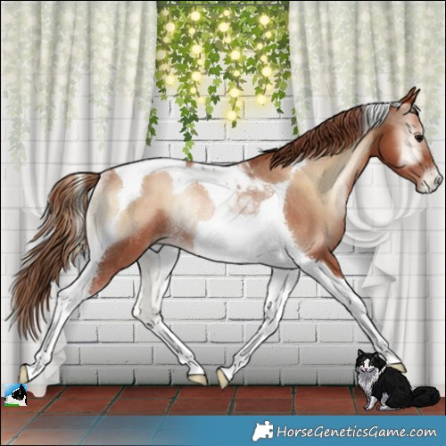 Horse Color:Blue Onyx Pearl Tobiano Rabicano 
