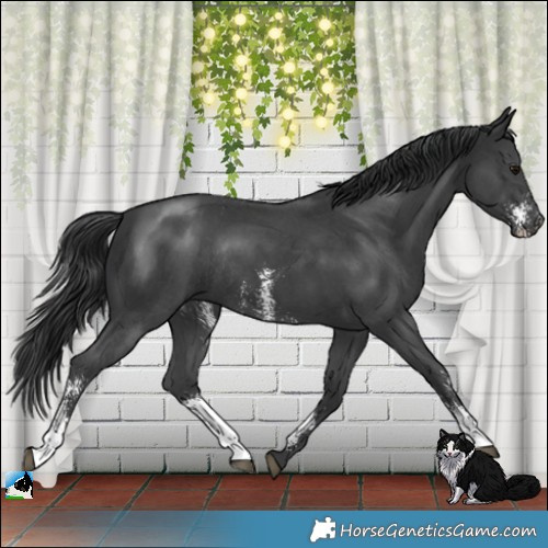 Horse Color:Black Mushroom Sabino Rabicano 