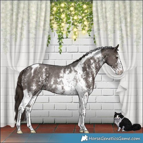 Horse Color:Liver Chestnut Sabino Tobiano Rabicano