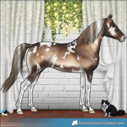 Horse Color:White Spotted Liver Red Onyx Tobiano Rabicano 
