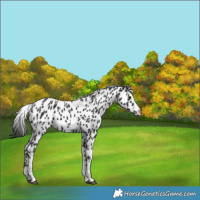 Horse Color:Black Leopard 