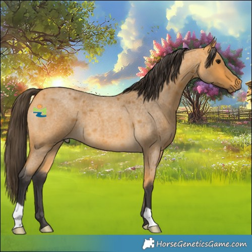Horse Color:Buckskin Roan 