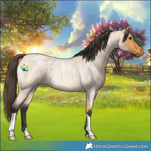 Horse Color:Buckskin Roan 