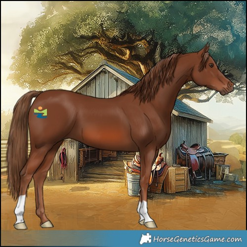 Horse Color:Chestnut 