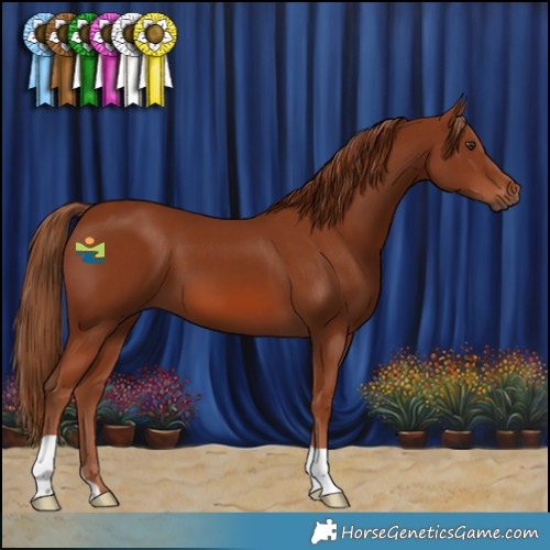 Horse Color:Chestnut 
