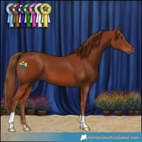 Horse Color:Chestnut 