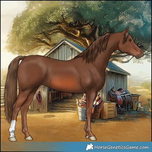 Horse Color:Chestnut 