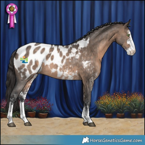 Horse Color:Brown Dun Sabino Appaloosa