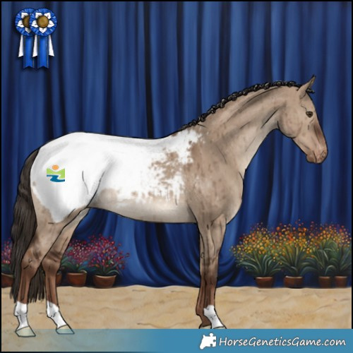 Horse Color:Liver Red Dun Appaloosa Brindle 
