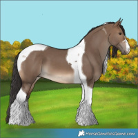 Horse Color:Brown Dun Tobiano