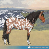 Horse Color:Bay Roan Appaloosa 