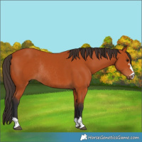 Horse Color:Bay Rabicano 