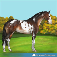 Horse Color:Brown Splash Tobiano Rabicano  and Gray Bay Splash Rabicano 