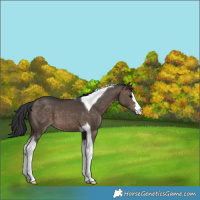 Horse Color:Brown Dun Tobiano 