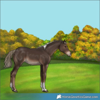 Horse Color:Liver Chestnut Tobiano 